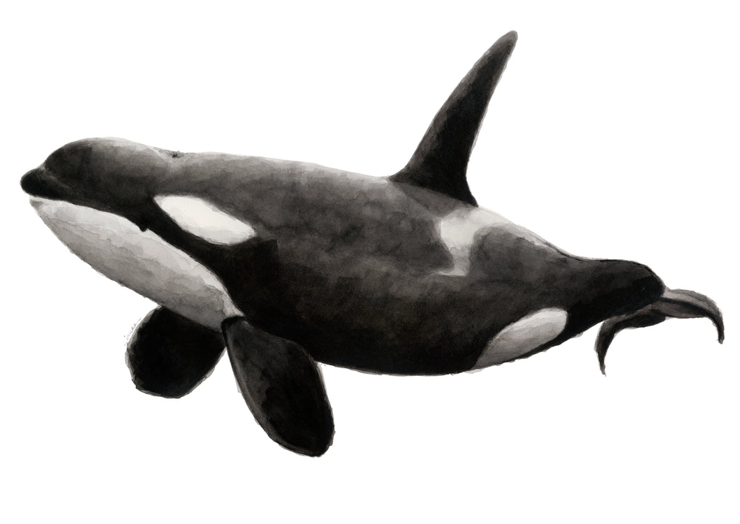 Orca Adulta